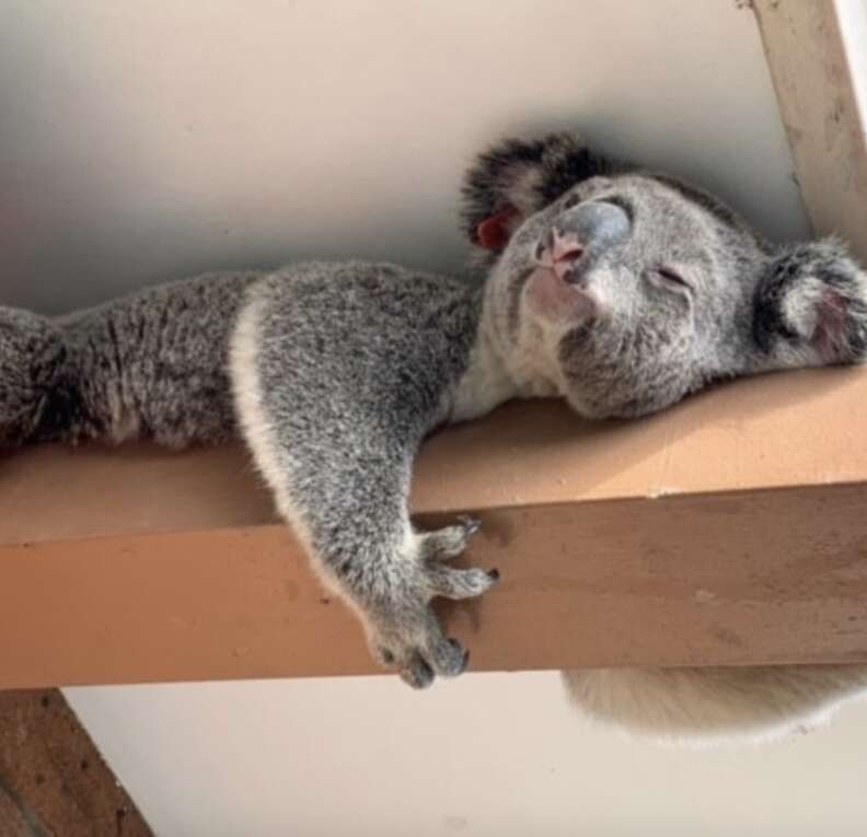 koala in drainpipe