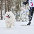 person skijoring with a white dog