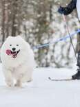 person skijoring with a white dog