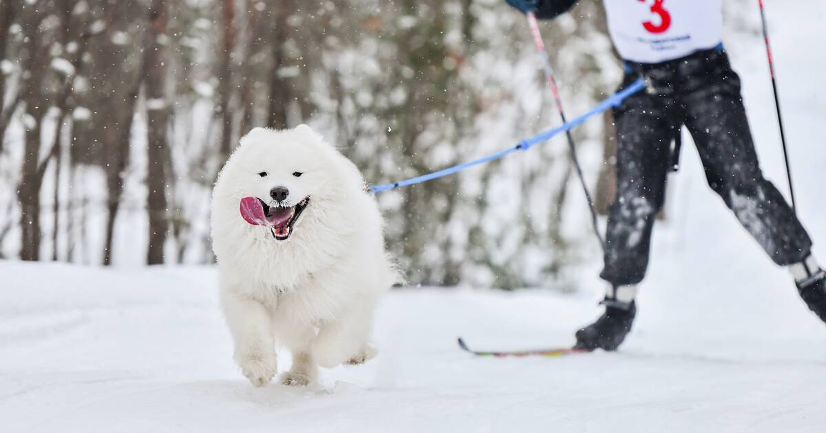 Extreme Skijoring back in Wallace