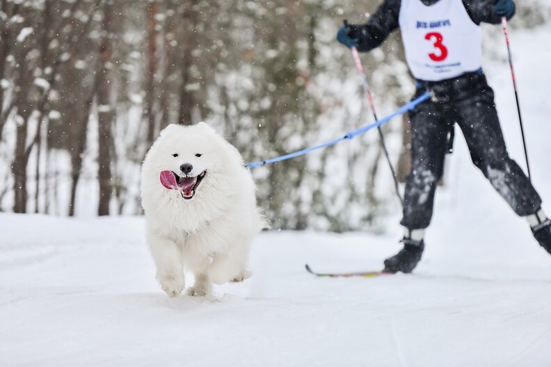 What Is Skijoring? How to CrossCountry Ski with Dogs or Horses Thrillist