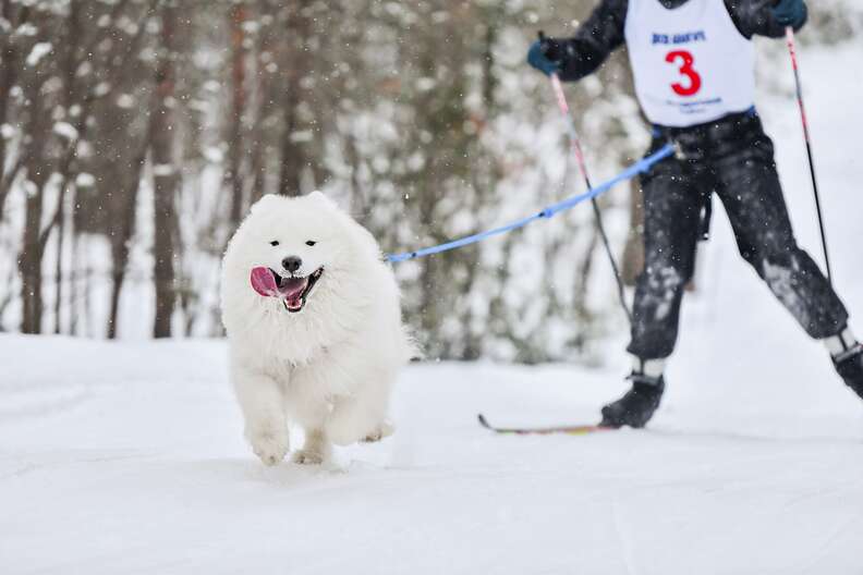 person skijoring with a white dog