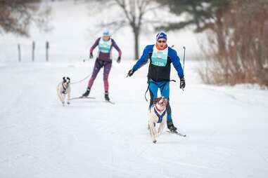 two people skijoring with dogs