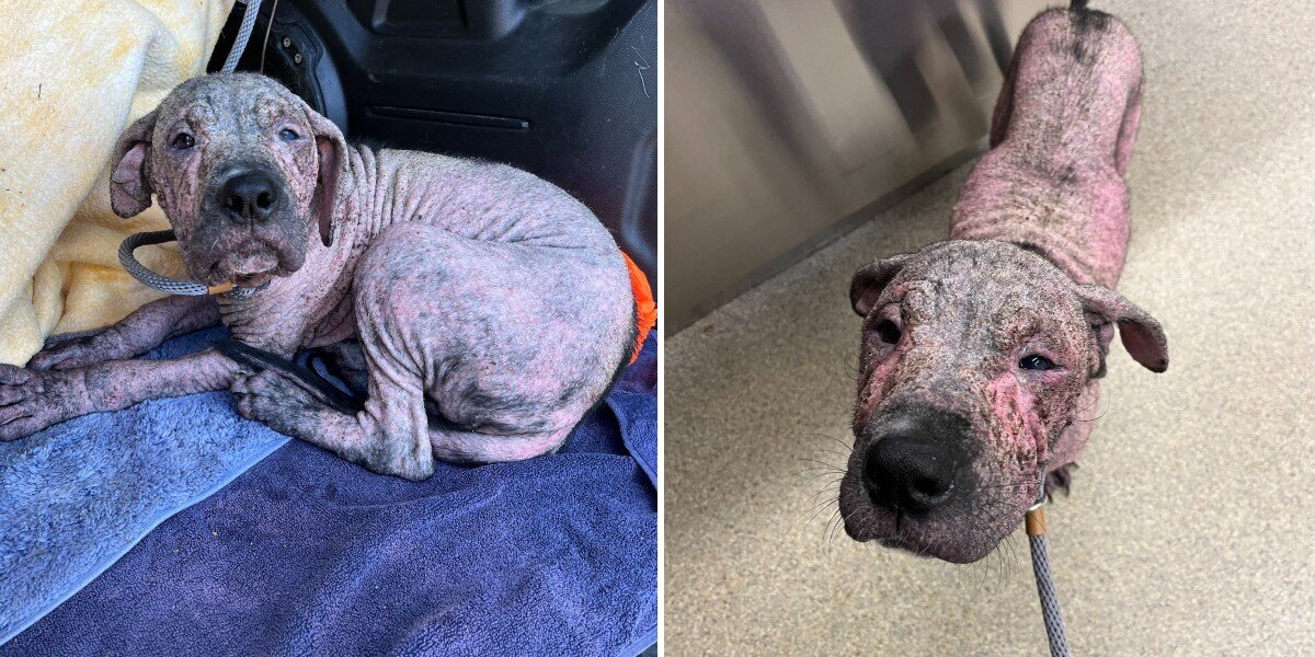 Pink, Wrinkly Puppy Shocks Rescuers With An Unexpected New ...