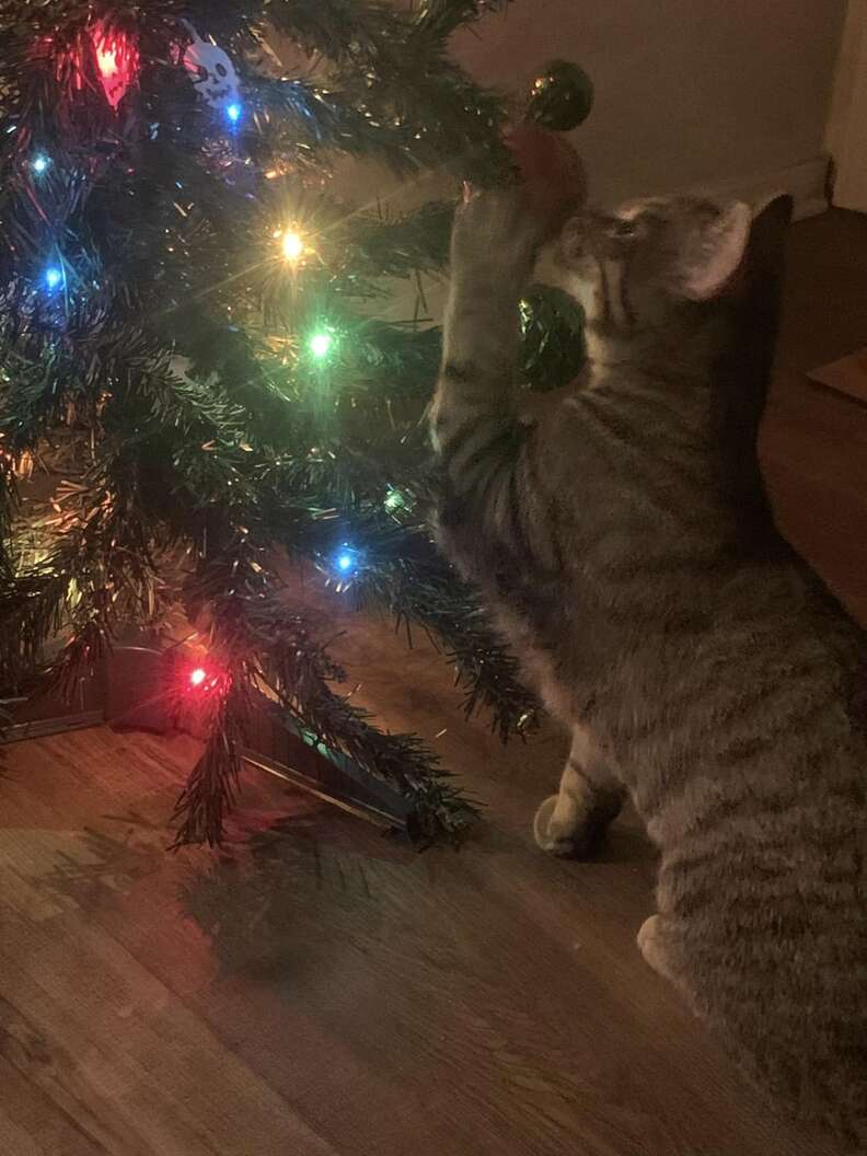 Guy 'Cat-Proofs' His Christmas Tree — But Someone Takes It As A ...