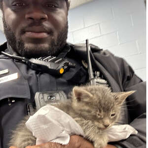 Cop Finds An Abandoned Kitten — And It Changes Both Their Lives Forever