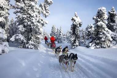 husky dogs pulling sled through forest