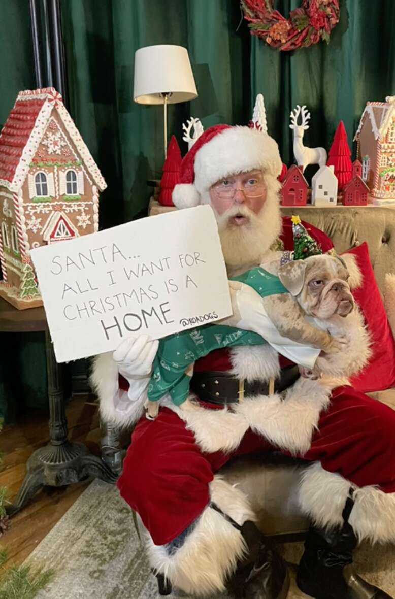 bulldog meets santa