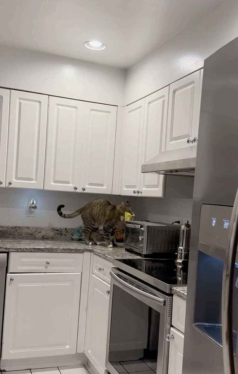 Cabinet is a cat 🐈 - original sound