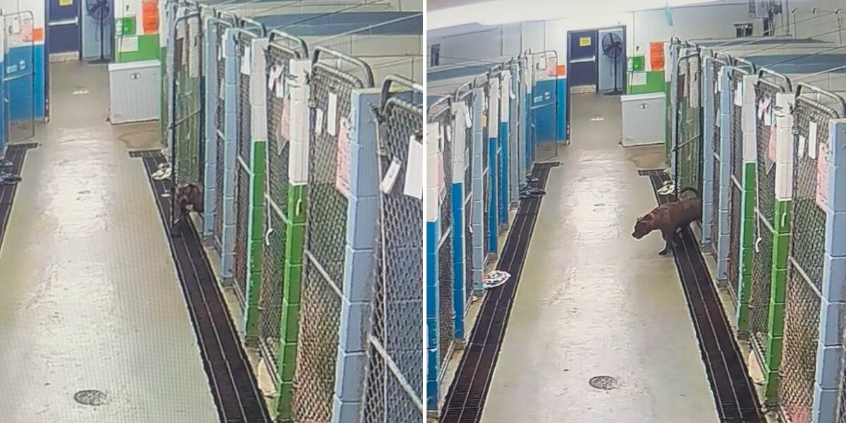 Security Cameras Capture Shelter Dog’s Accidental Escape From Kennel