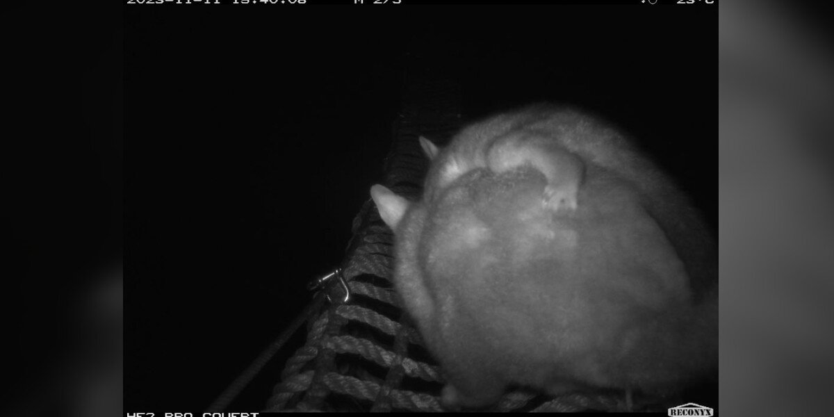 Hidden Camera Catches Fuzzy Animals Using Rope Bridges To Get To Safety