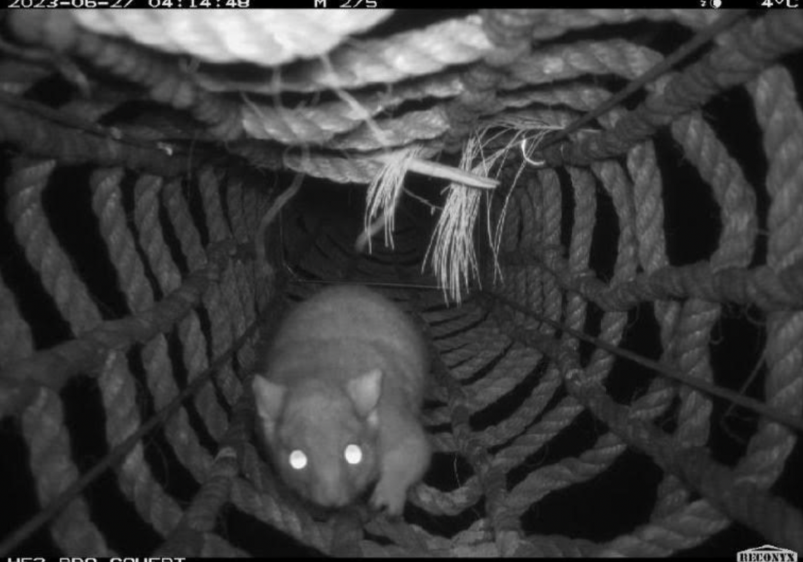 Hidden Camera Catches Fuzzy Animals Using Rope Bridges To Get To Safety