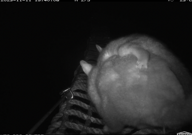 Hidden Camera Catches Fuzzy Animals Using Rope Bridges To Get To Safety ...