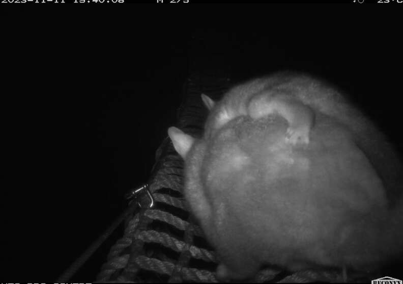 Possum Camera Hidden Camera Catches Fuzzy Animals Using Rope Bridges To Get To Safety ...