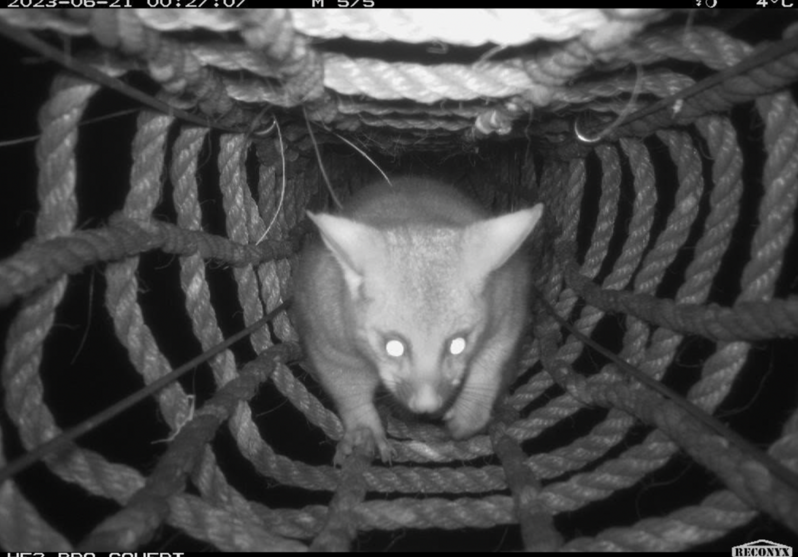 Hidden Camera Catches Fuzzy Animals Using Rope Bridges To Get To Safety