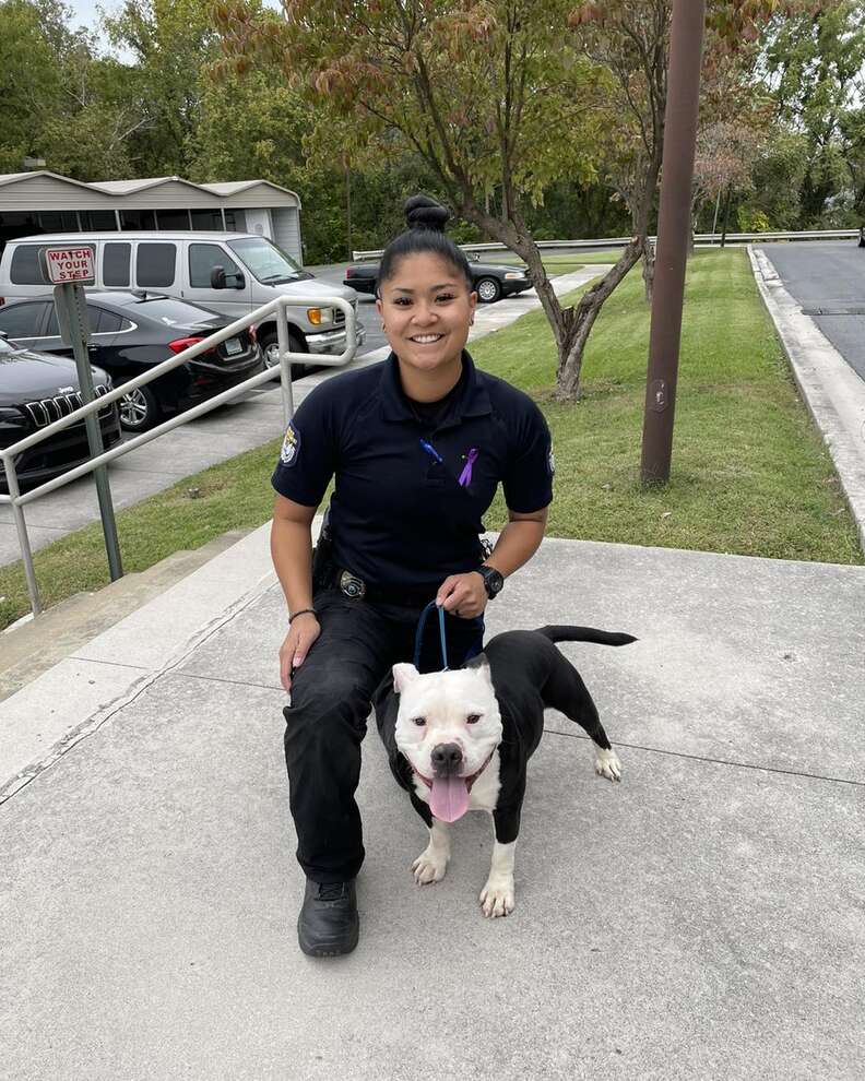 Pit bull visits police station hoping to get adopted