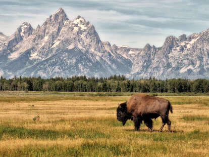 A solitary wild bison walks in front of the Teton mountain range