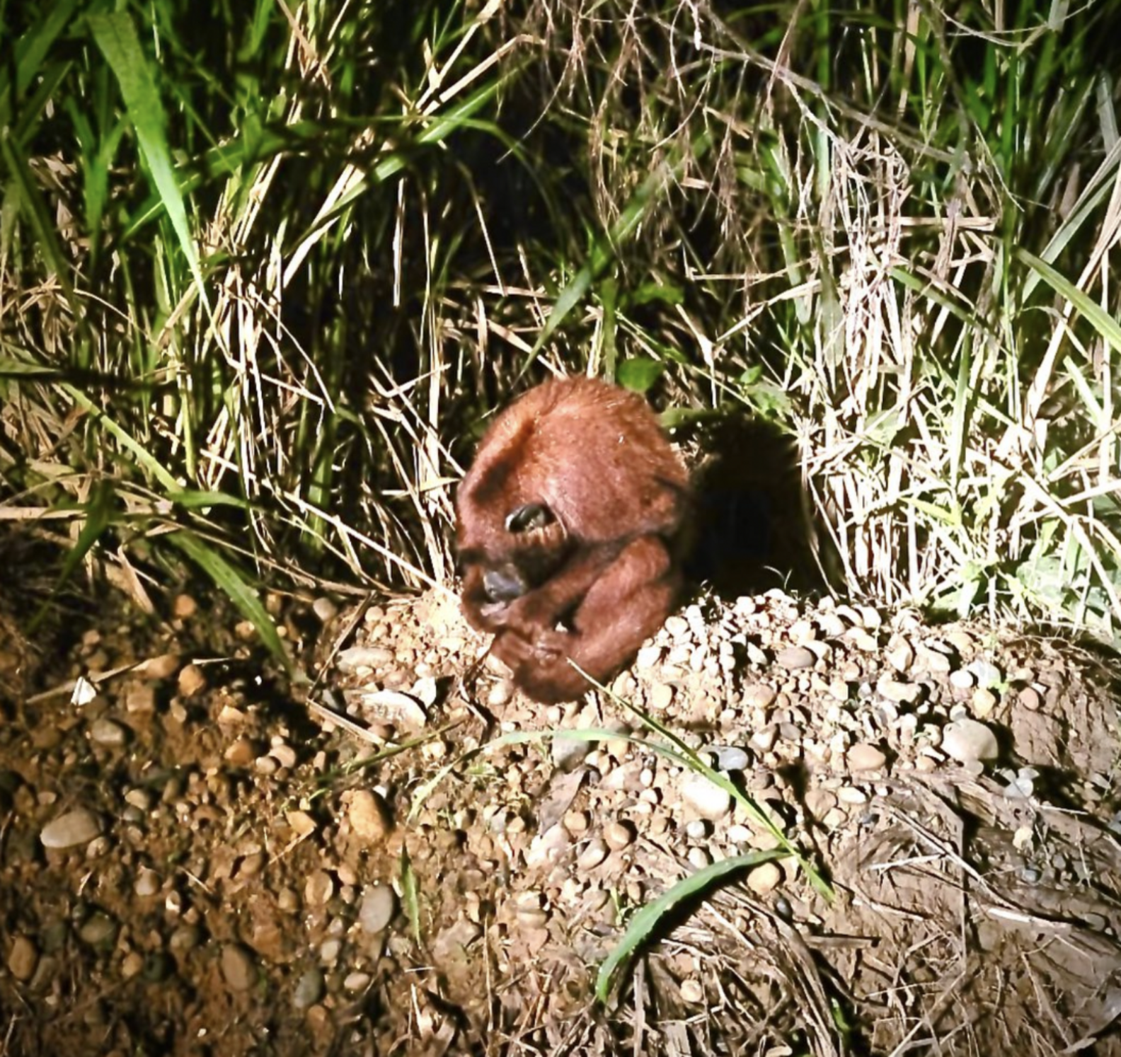 Rescuers Notice An Unusual Brown Animal Hugging Himself On Side Of Road ...