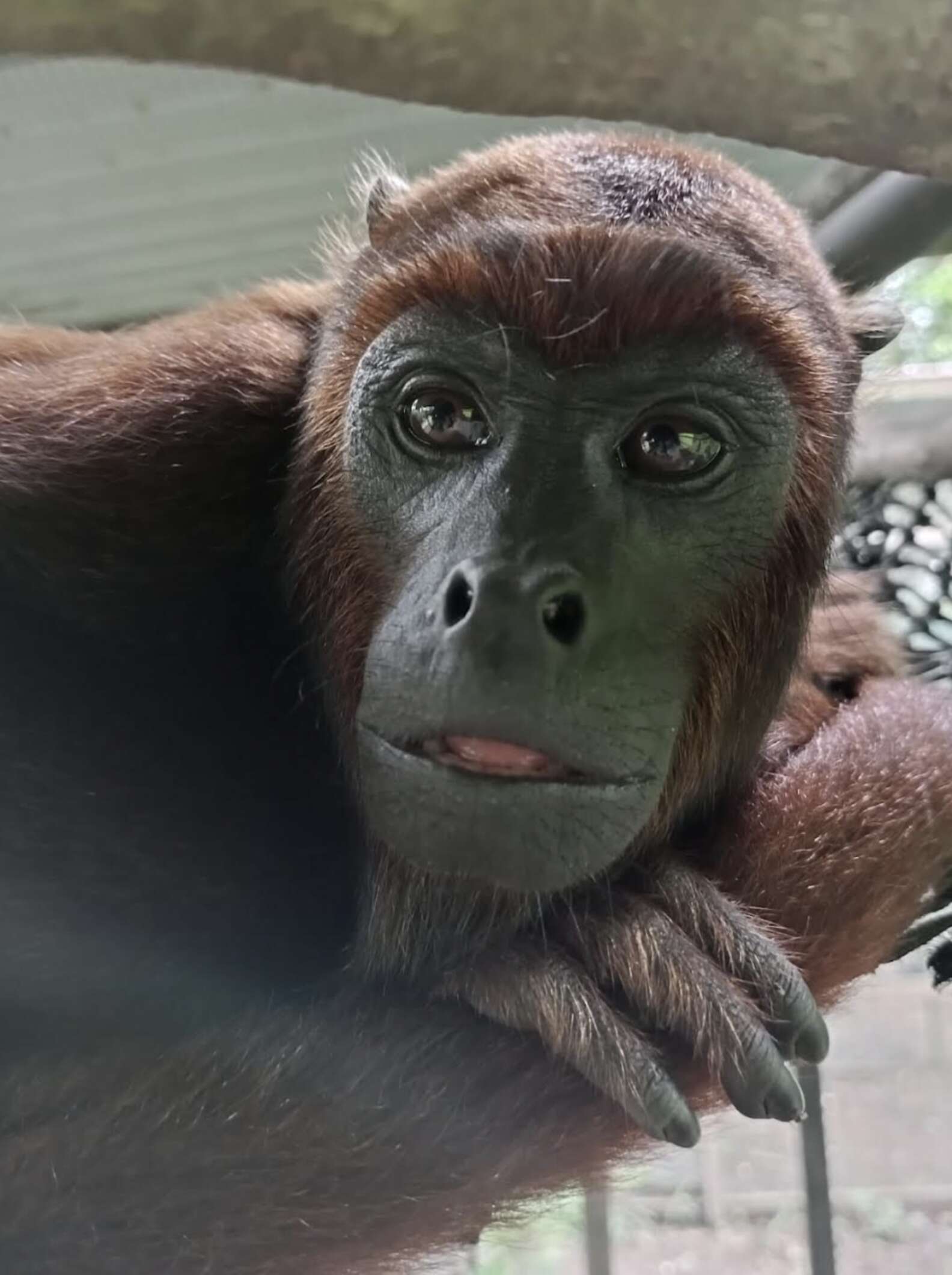 Rescuers Notice An Unusual Brown Animal Hugging Himself On Side Of Road ...