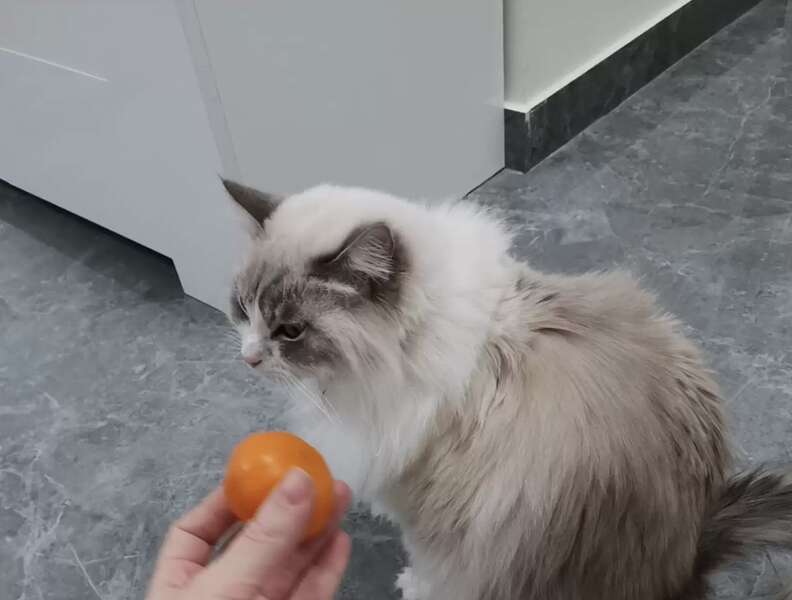 Woman Uses Tangerines To Keep Cat From Destroying Christmas Tree - The Dodo