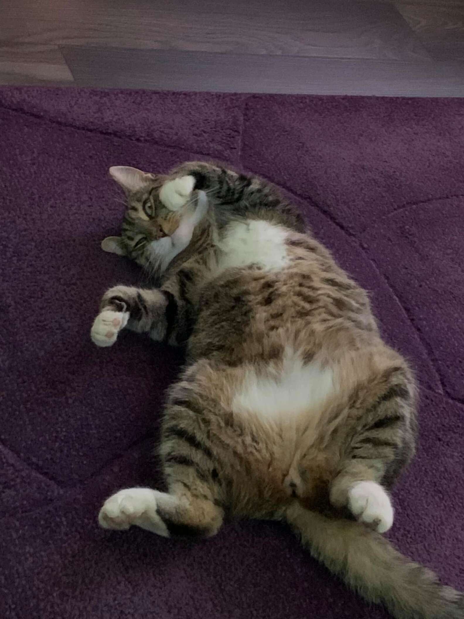 Cat Walks Into Supermarket And Decides He Works There - The Dodo