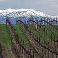 vineyard in the Temecula valley wine tasting region 