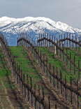 vineyard in the Temecula valley wine tasting region 