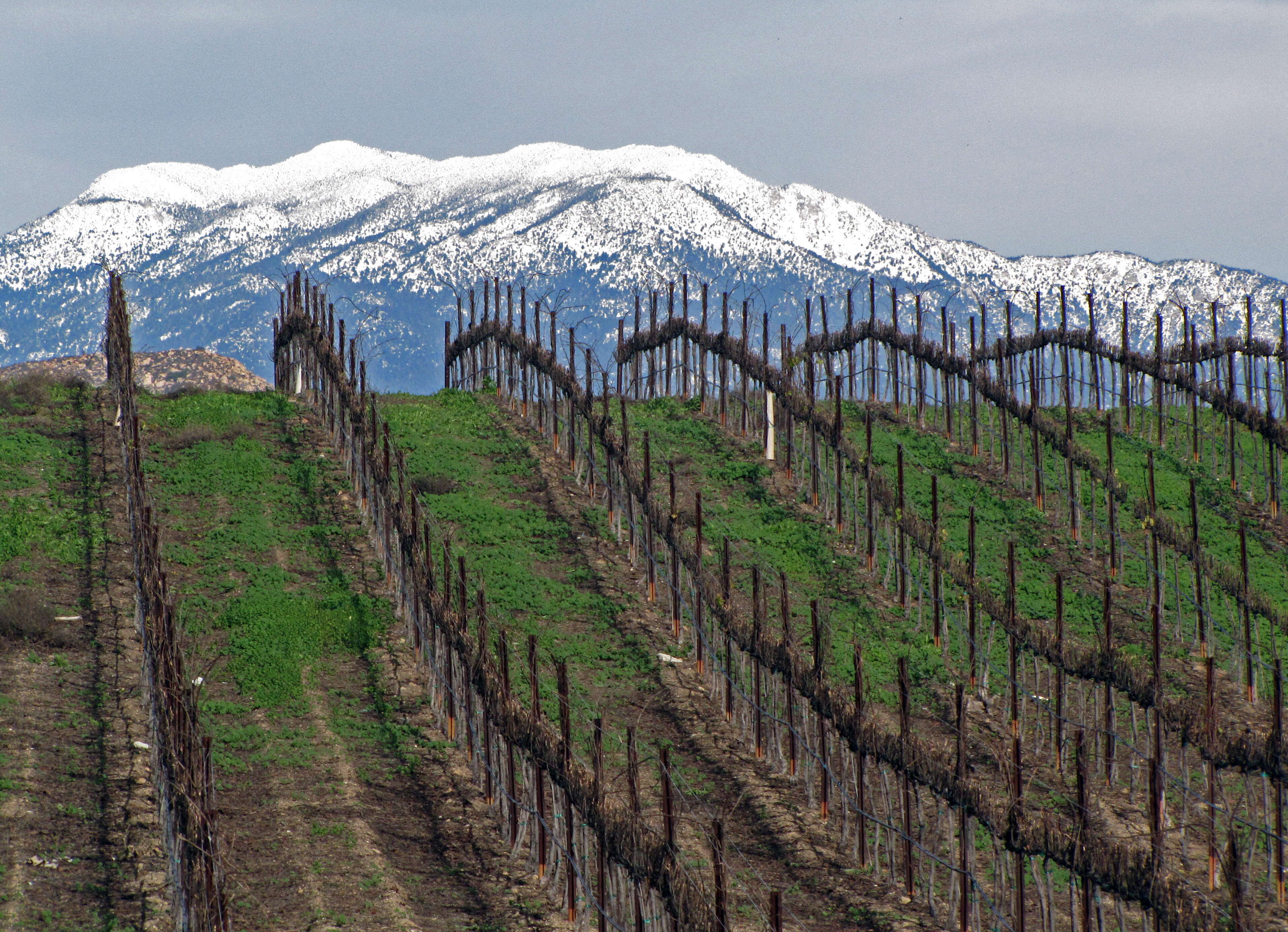 vineyard in the Temecula valley wine tasting region 