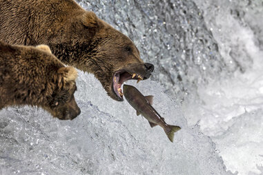 Brown bear gets a salmon at Katmai National Park in 2023