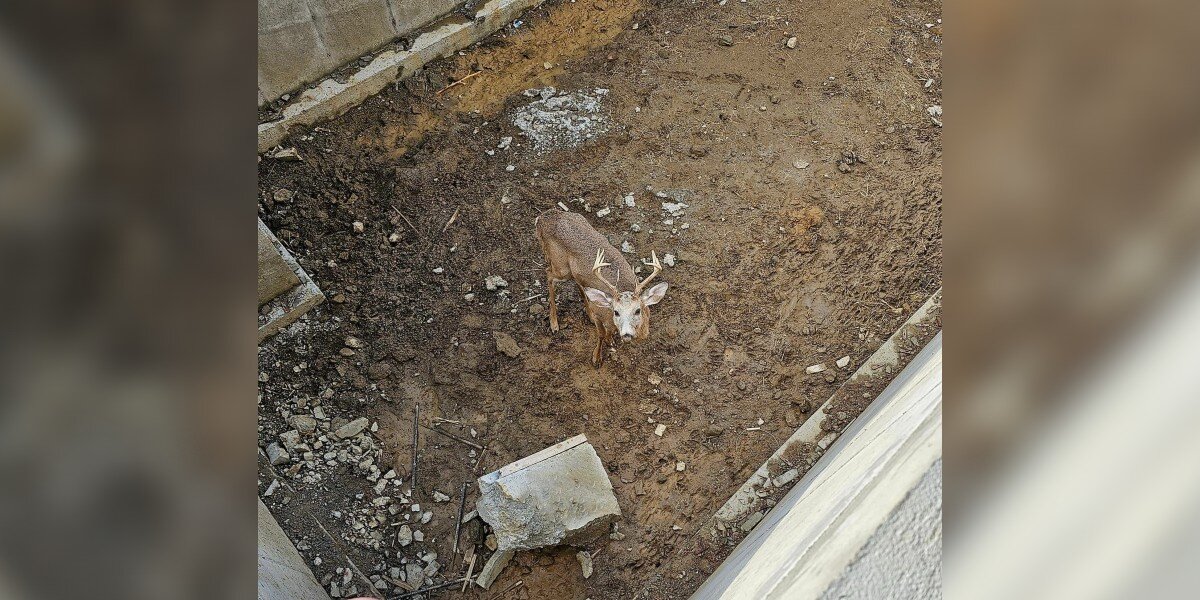 Deer Trapped In Construction Site Is So Grateful Someone Finally ...