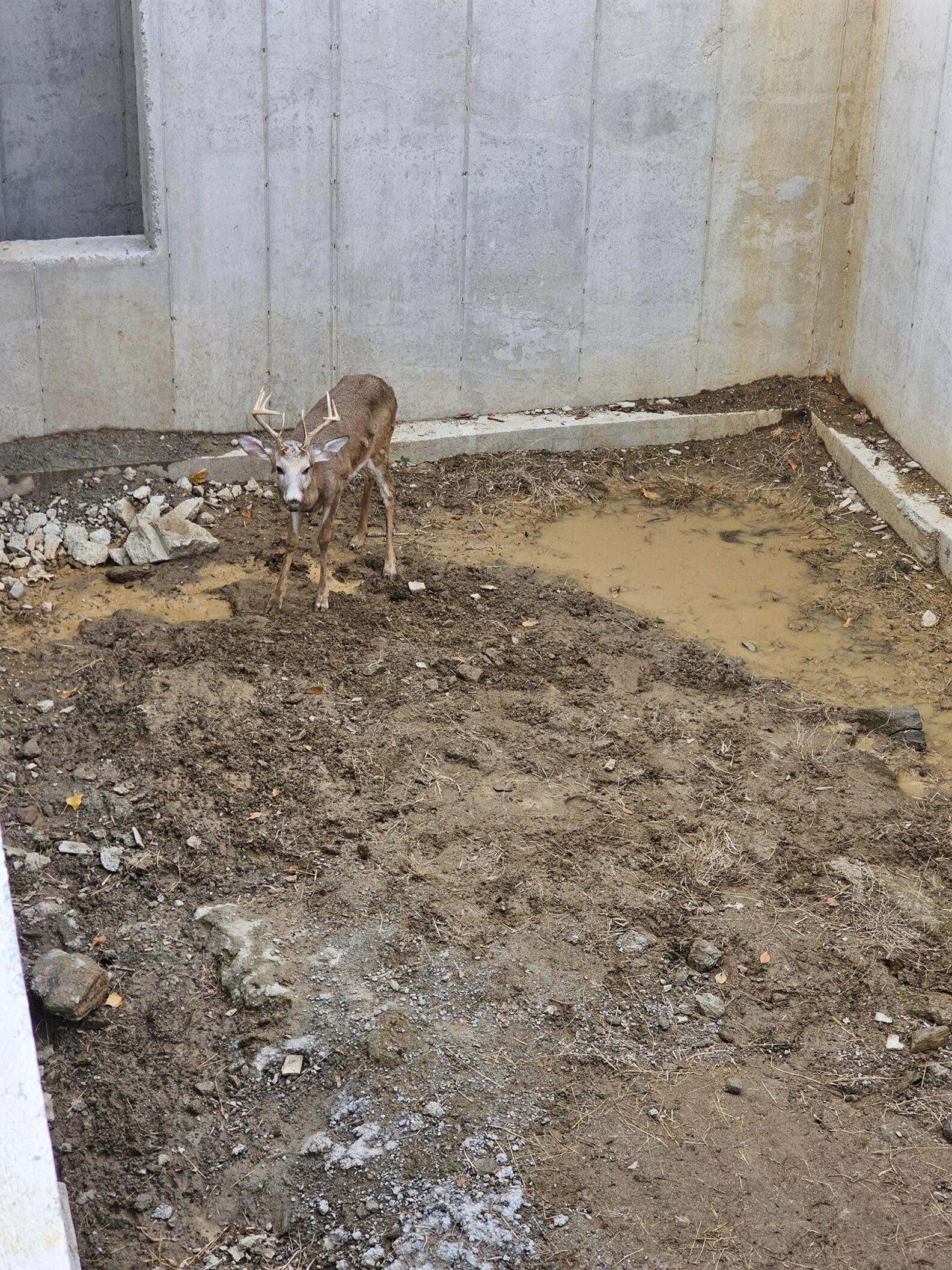 Deer Trapped In Construction Site Is So Grateful Someone Finally ...