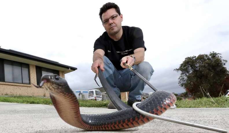 Snake Catchers Aren't Prepared For What They Find Lurking In Client's Home  - The Dodo