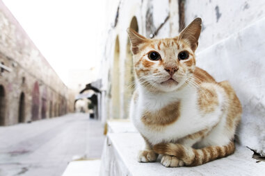 stray cat in Morocco