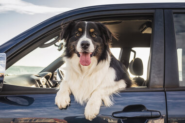 dog in car