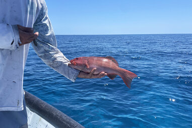 Hand holding caught fish