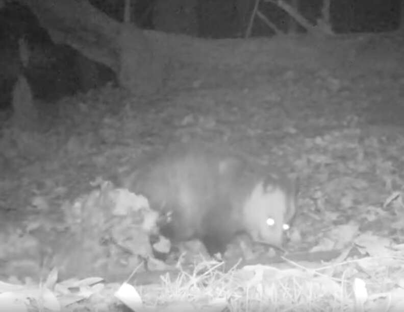 Opossum carries leaves with his tail