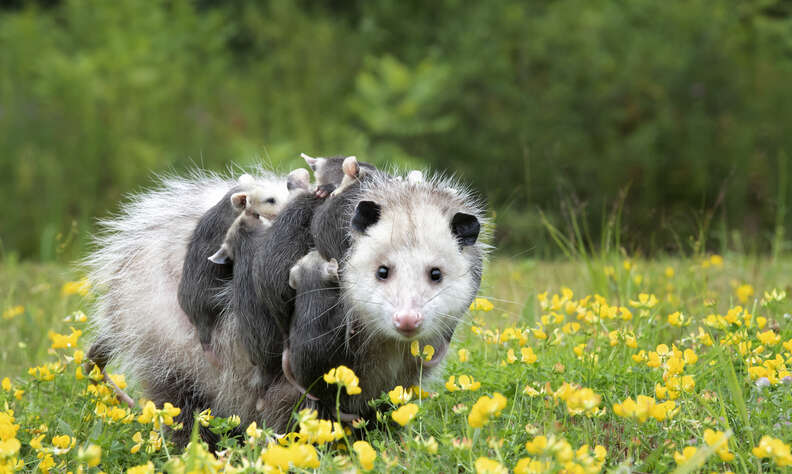 Opossum with babies