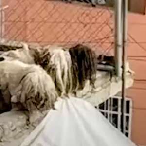 Neighbor Sees Piles Of 'Little Rags' On Rooftop — And Realizes They're Alive