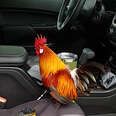 Abandoned Rooster Jumps Into Couple's Truck And Goes Home With Them