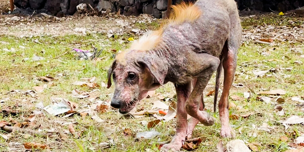 Naked Puppy Grows The Most Gorgeous Coat - Videos - The Dodo