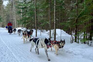 a person dog sledding at nature's kennel in michigan