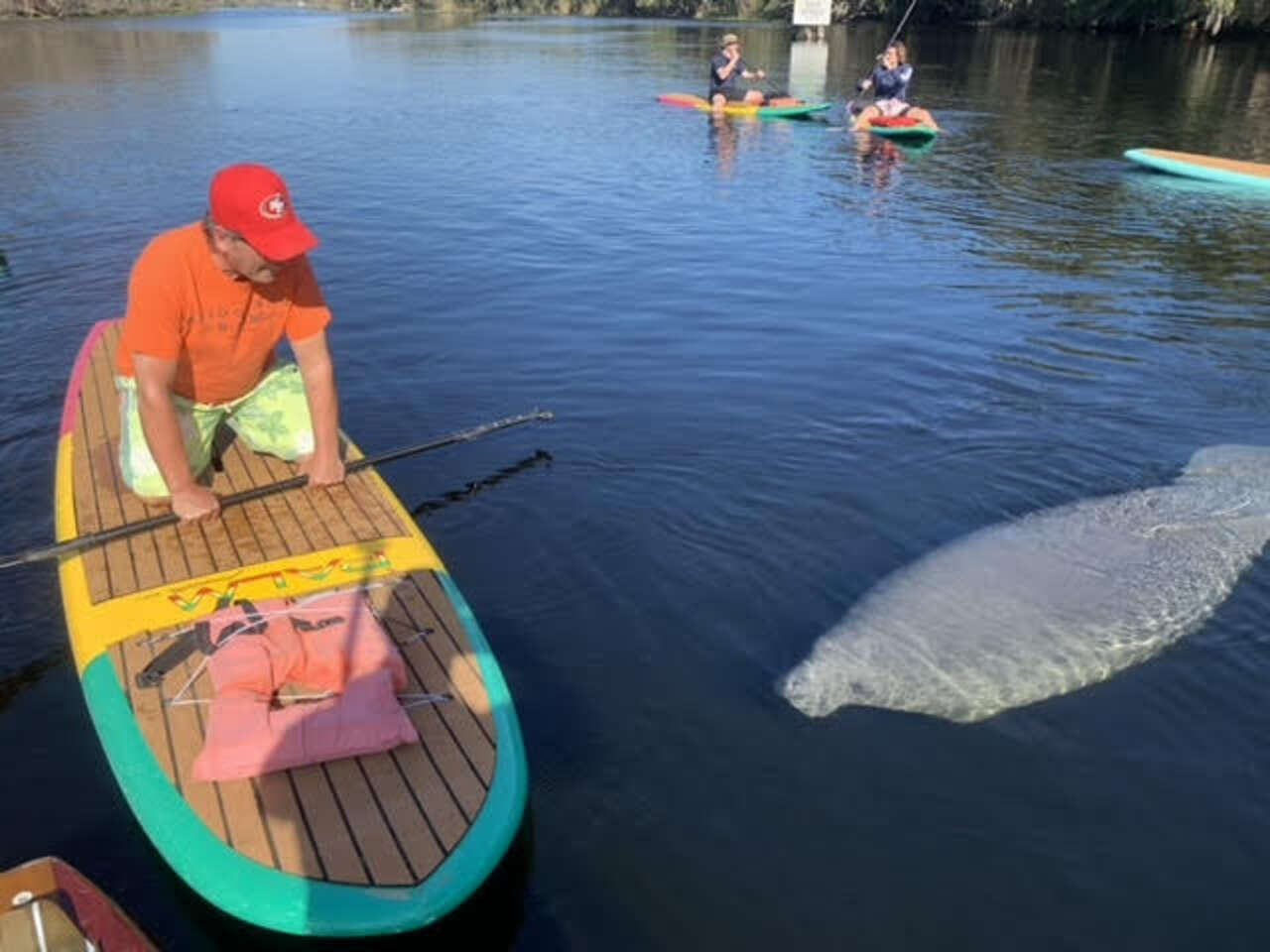 Paddle Boarder Has Unforgettable Encounter With A Very Curious Manatee ...