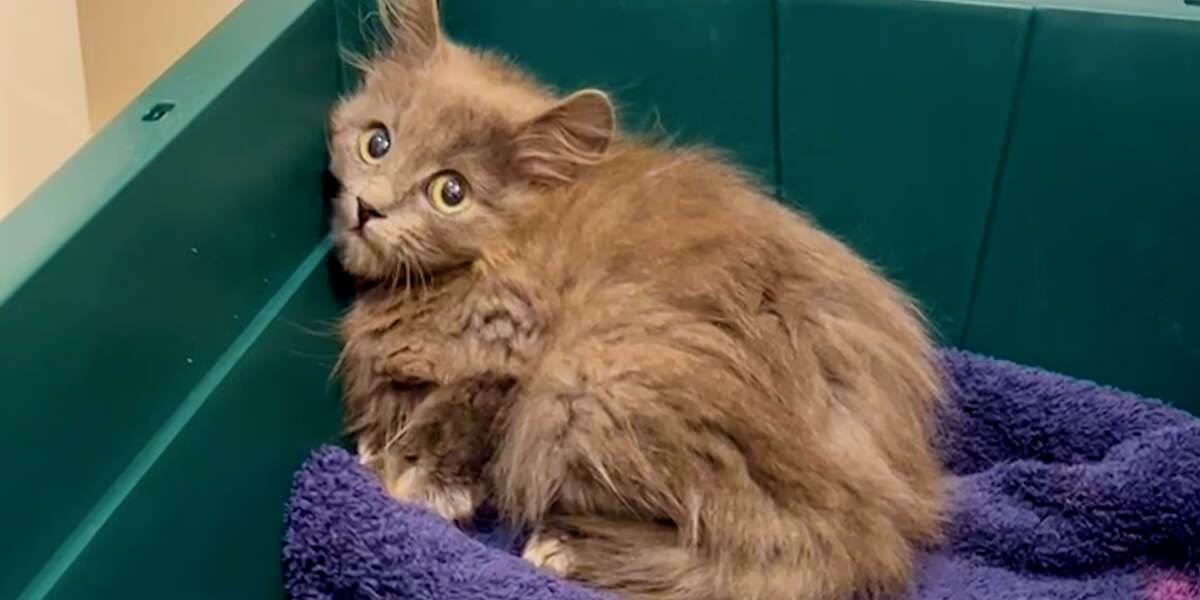 Woman Finds Tiny Kitten In Her Backyard Videos The Dodo