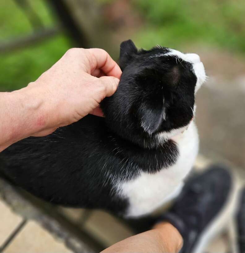 Oreo with a donut