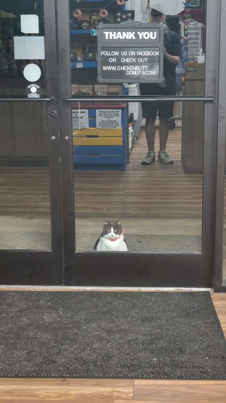 Picture of Oreo waiting at the door of the bakery