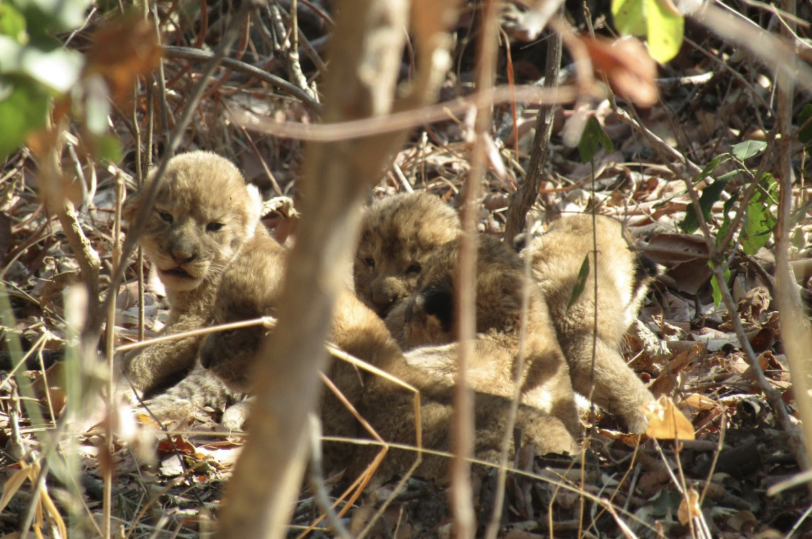 Rescuers Realize Brush Fire Is Heading Right Towards Den Of Lion Cubs ...