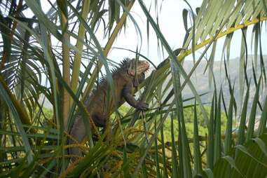 Lesser Antillean Iguana in sint eustatius, caribbean