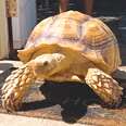 Outgoing Tortoise Asks Strangers For Butt Scratches