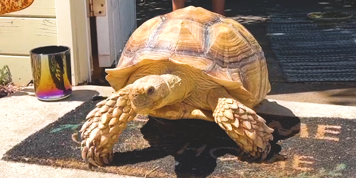 Outgoing Tortoise Asks Strangers For Butt Scratches - Videos - The Dodo