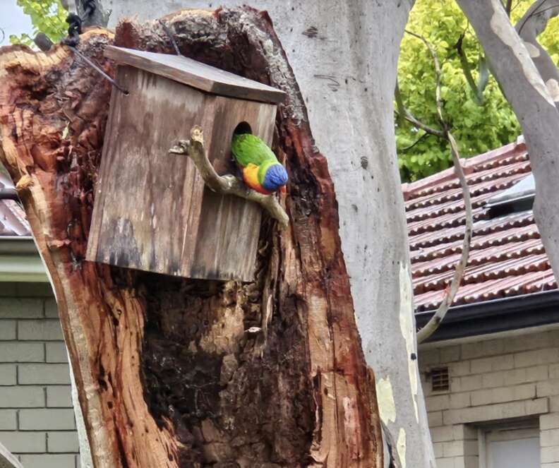 bird in bird box 